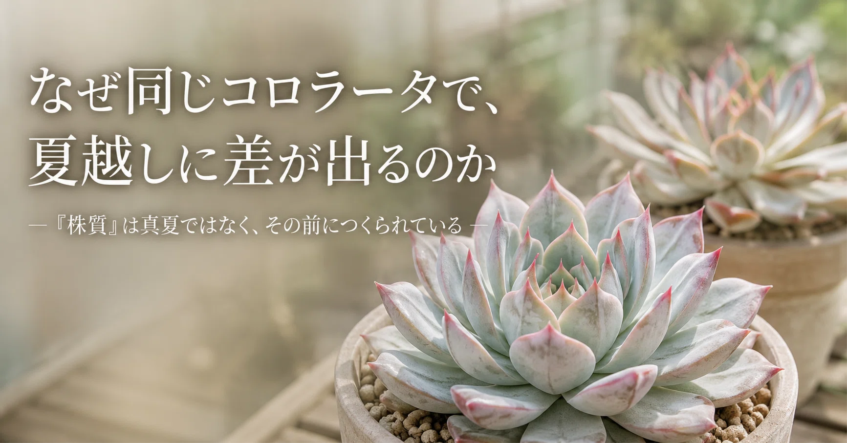 なぜ同じコロラータで、夏越しに差が出るのか― 「株質」は真夏ではなく