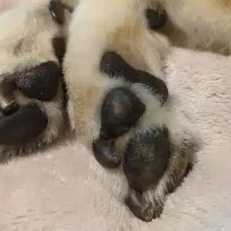 マナベ