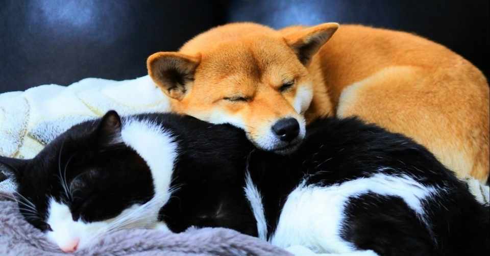犬猫がイカを食べても腰も抜かさず 消化不良も起こさない理由とは 犬と猫と小さな美味しい暮らし Note