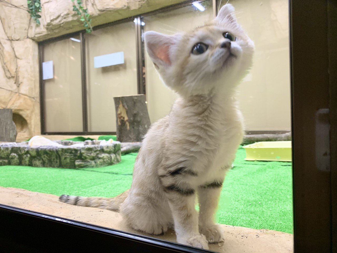 成長しました 思わず女の子なのに 逞しい と表現してしまいました 失礼 生まれて間も無く3ヵ月です 18日には公募でお名前 が決まります Spectaclesuzuki Note