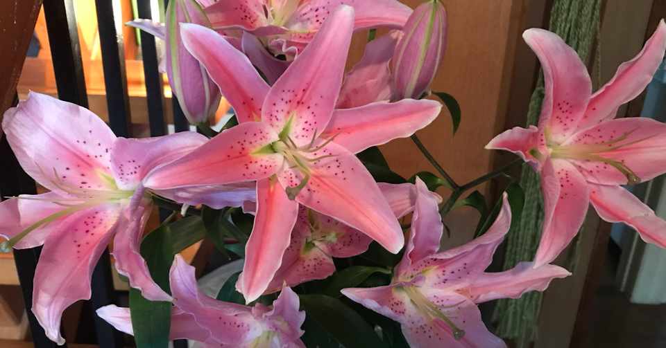 お手頃価格のゆりの花 Kinoko Note