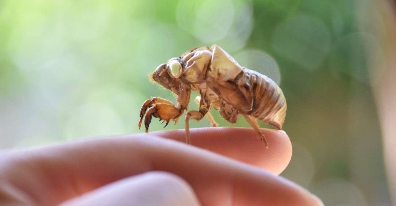 第23話 本日のテーマ セミ 蝉 Keitaroo Note