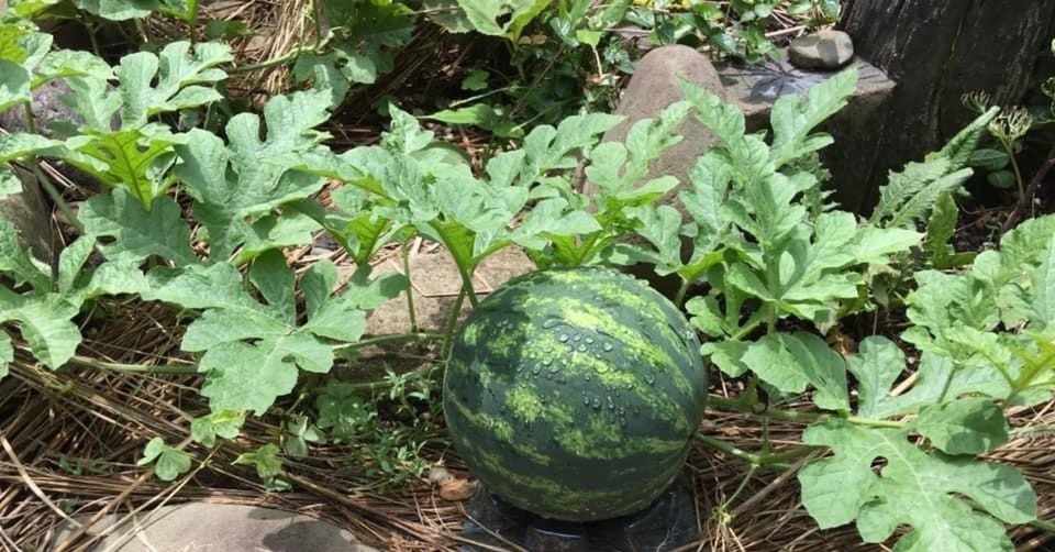 ちょっと息抜き日記 庭の一部の家庭菜園 スイカを収穫したよ 真っ赤かな 甘いかな 楽しみ Okano プラスチック金型総合技術 Note