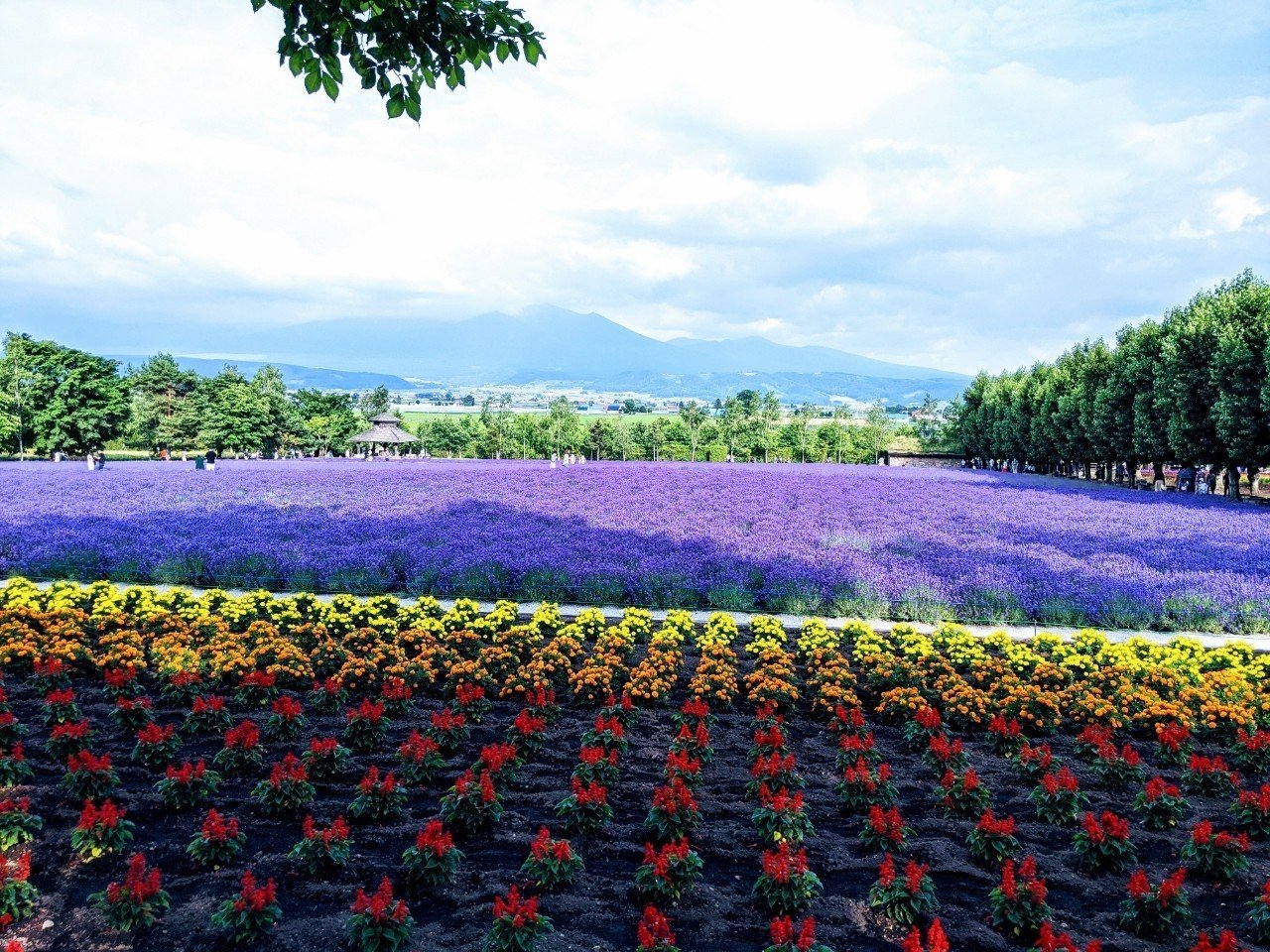 タビログ 北海道 富良野 ウサコ 毎日更新100日突破 Note
