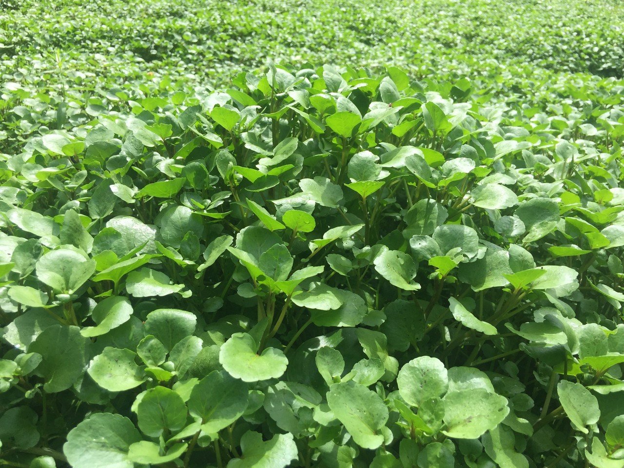 ゼロからクレソン農園をはじめた人の話 With Shimoda Note ゼロからクレソン農園をはじめた人の話 With Shimoda Note