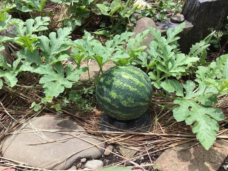 ちょっと息抜き日記 庭の一部の家庭菜園 スイカを収穫したよ 真っ赤かな 甘いかな 楽しみ Okano 射出成形プラスチック金型総合技術 Note
