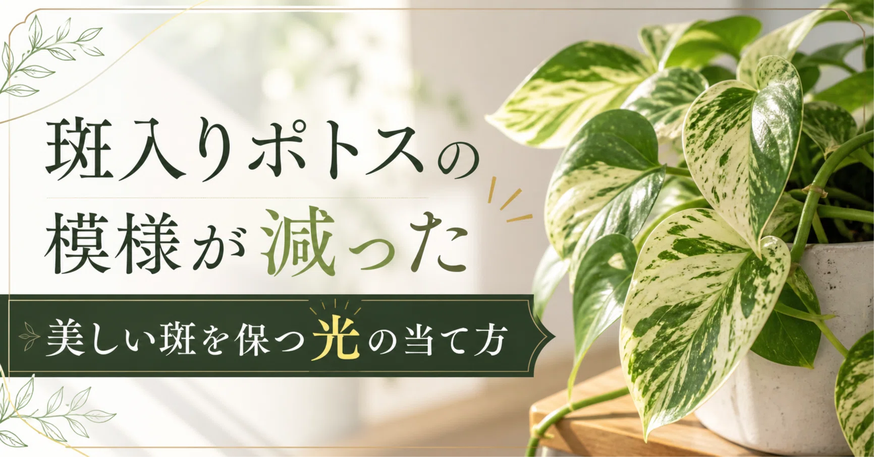 斑入りポトスの模様が減った｜美しい斑を保つ光の当て方｜気象予報士