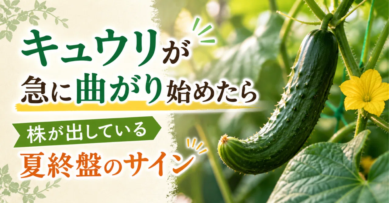 キュウリが急に曲がり始めたら｜株が出している夏終盤のサイン｜気象