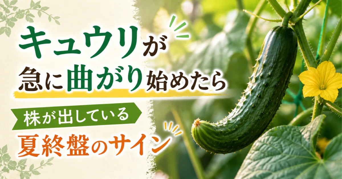 酷暑微熱上昇中 極太きゅうり キュウリが急に曲がり始めたら｜株が出している夏終盤のサイン｜気象