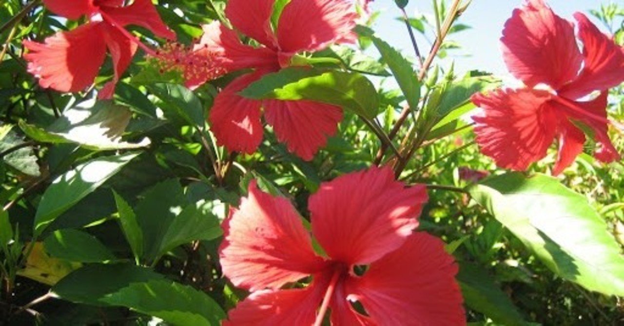 Mr Children 1999年 夏 沖縄 Hisataroh358 Note