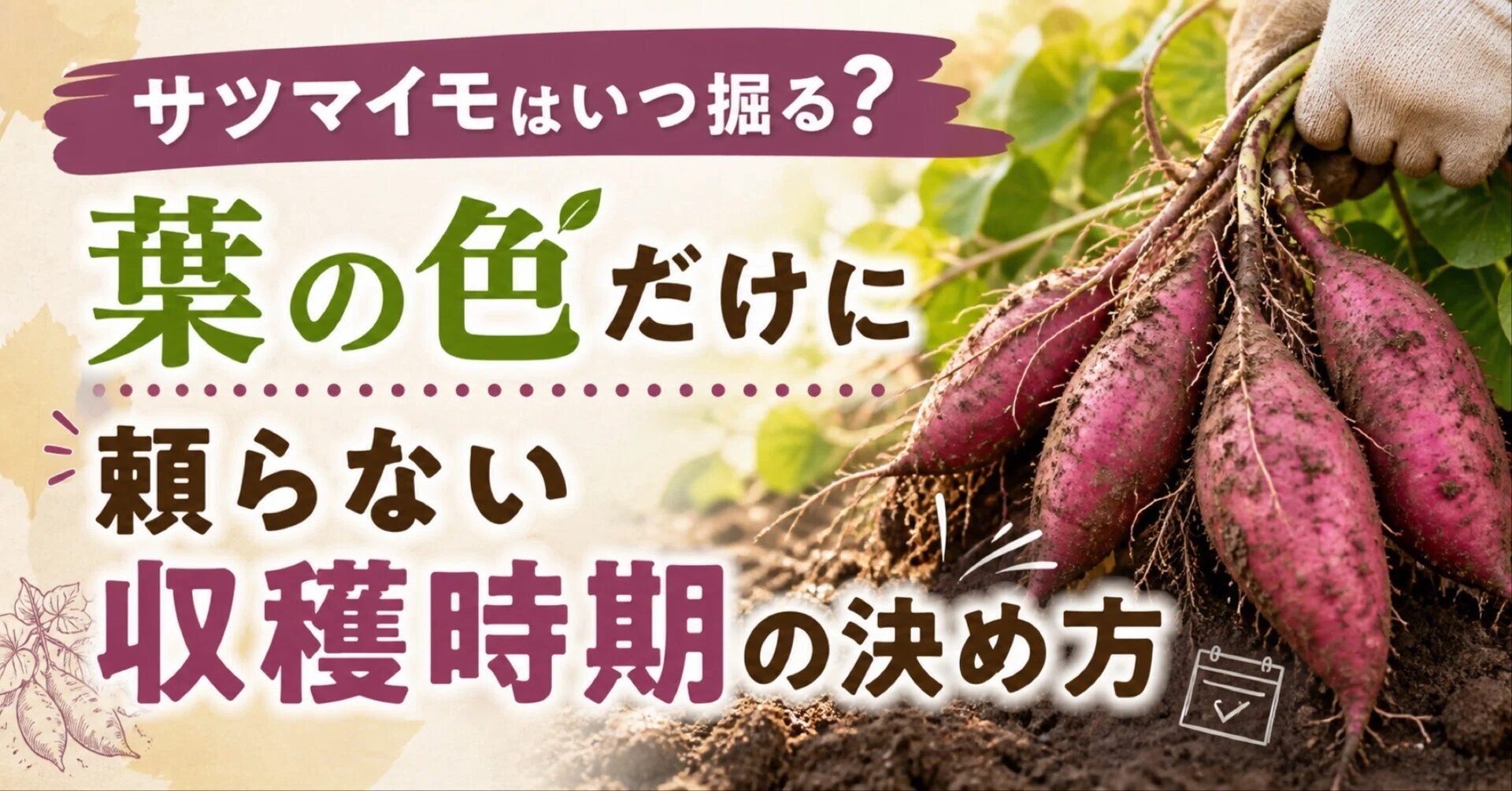 サツマイモはいつ掘る？｜葉の色だけに頼らない収穫時期の決め方｜気象