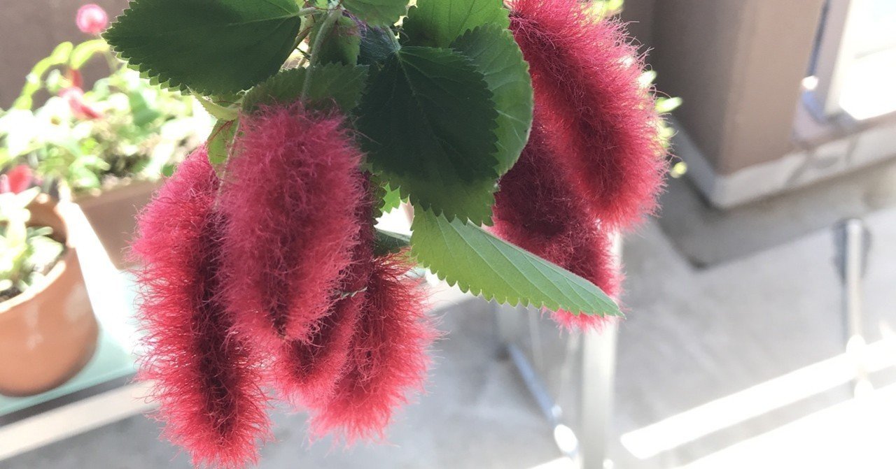 キャットテイル 3階の緑 生活と終活のフェリーチェ結う Note キャットテイル 3階の緑 生活と終活のフェリーチェ結う Note