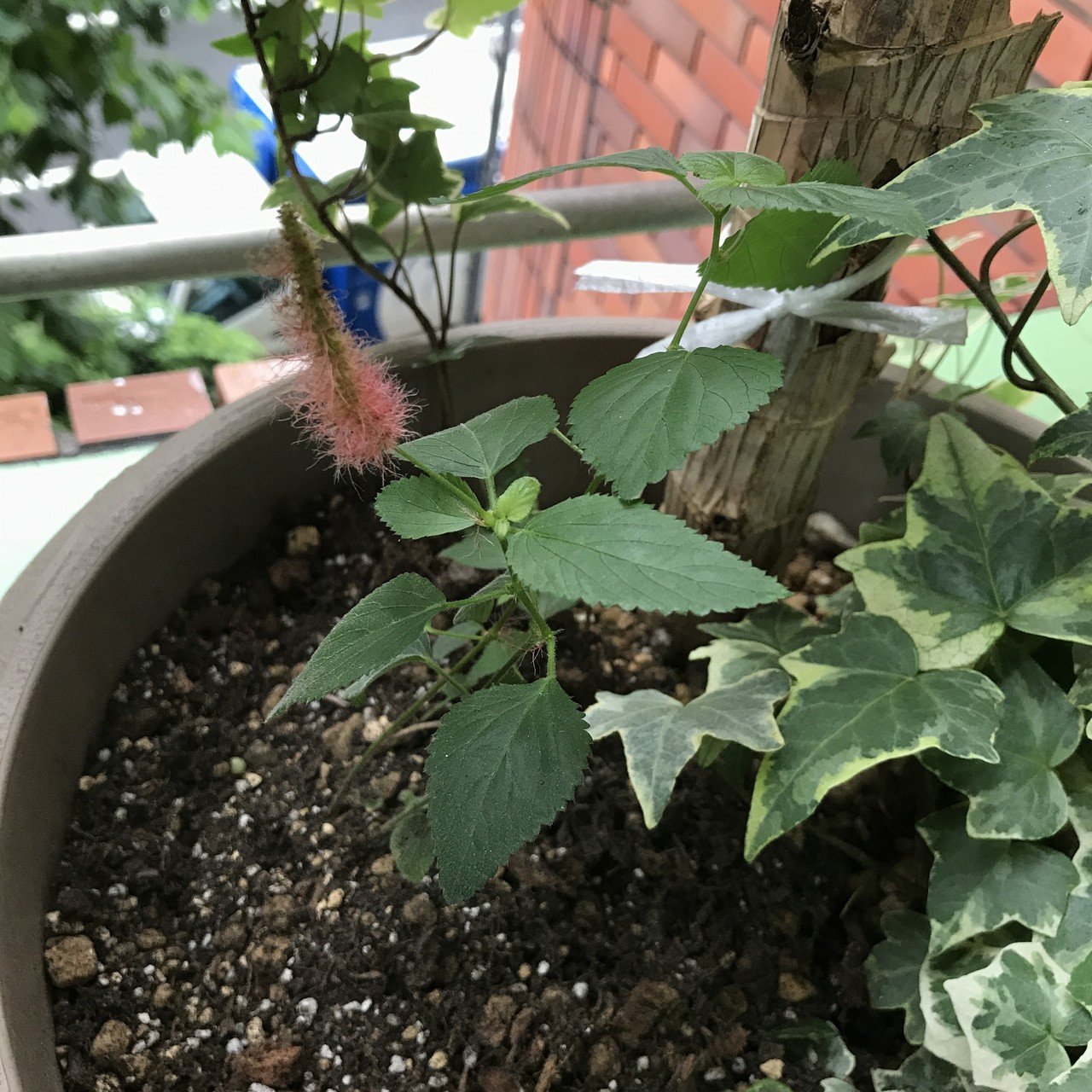 キャットテイル 3階の緑 生活と終活のフェリーチェ結う Note キャットテイル 3階の緑 生活と終活のフェリーチェ結う Note