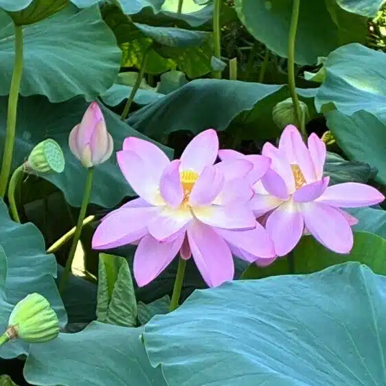 星と手帖と、わたしの日々