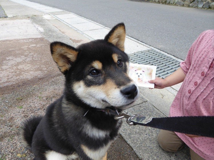 黒柴犬　モモＭサトウポストカード