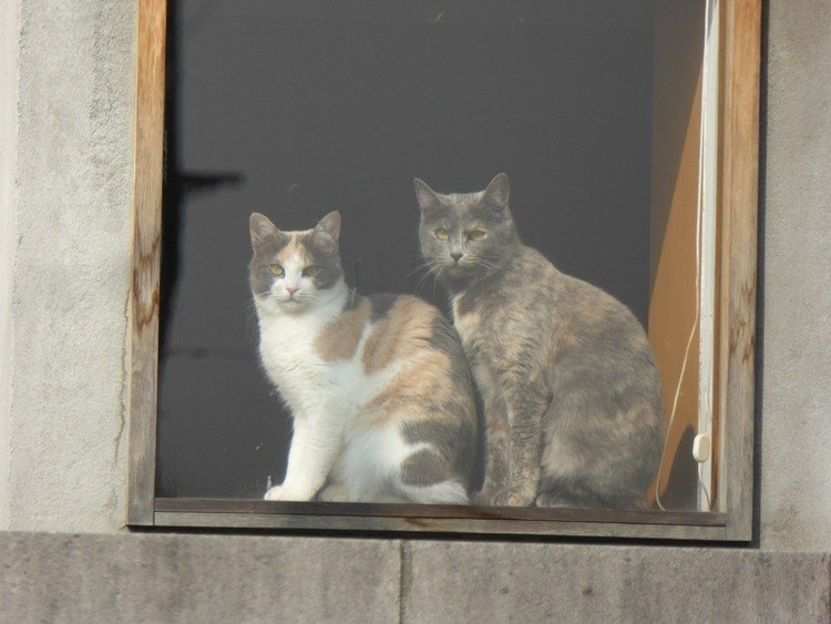 窓辺に仲良く並んでる猫。ココちゃん、メイちゃん。