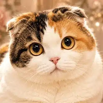 もこなが丸