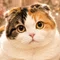 もこなが丸