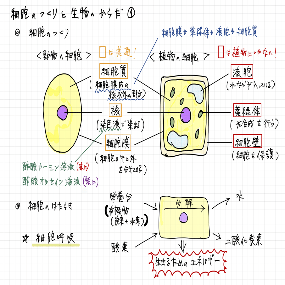 中学理科 細胞のつくりと生物のからだ ナマケモノの勉強術 Note