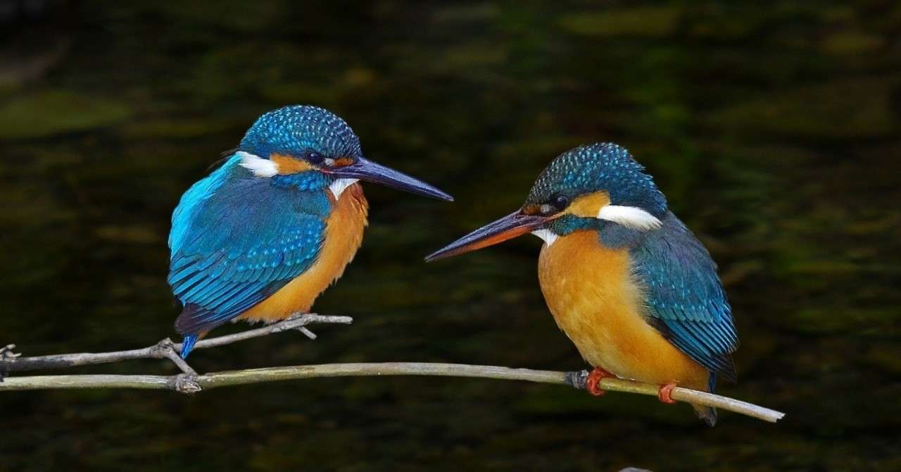 カワセミを眺めながら 冷水で淹れる煎茶を愉しむ Enjoy Sencha Brewed With Cold Water While Watching The Kingfisher アスライト Note