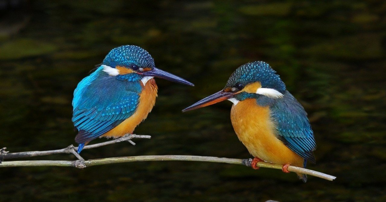 カワセミを眺めながら 冷水で淹れる煎茶を愉しむ Enjoy Sencha Brewed With Cold Water While Watching The Kingfisher アスライト 日本伝統文化 技術を世界へ Note カワセミを眺めながら 冷水で淹れる煎茶を愉しむ Enjoy Sencha Brewed With Cold Water While Watching The Kingfisher アスライト 日本伝統文化 技術を世界へ Note