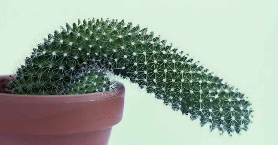 ヤリチン師が語る 中折れ Edを改善し二回戦した方法 Sakuradou Note