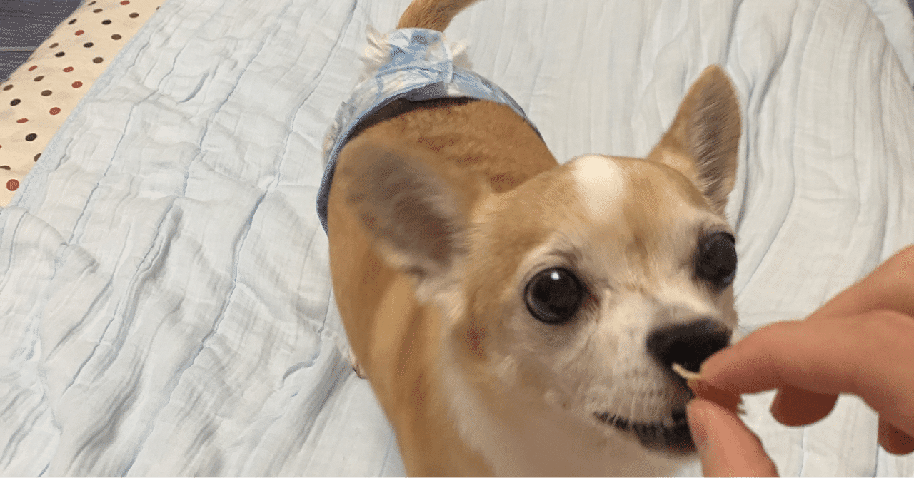 犬好き の新着タグ記事一覧 Note つくる つながる とどける