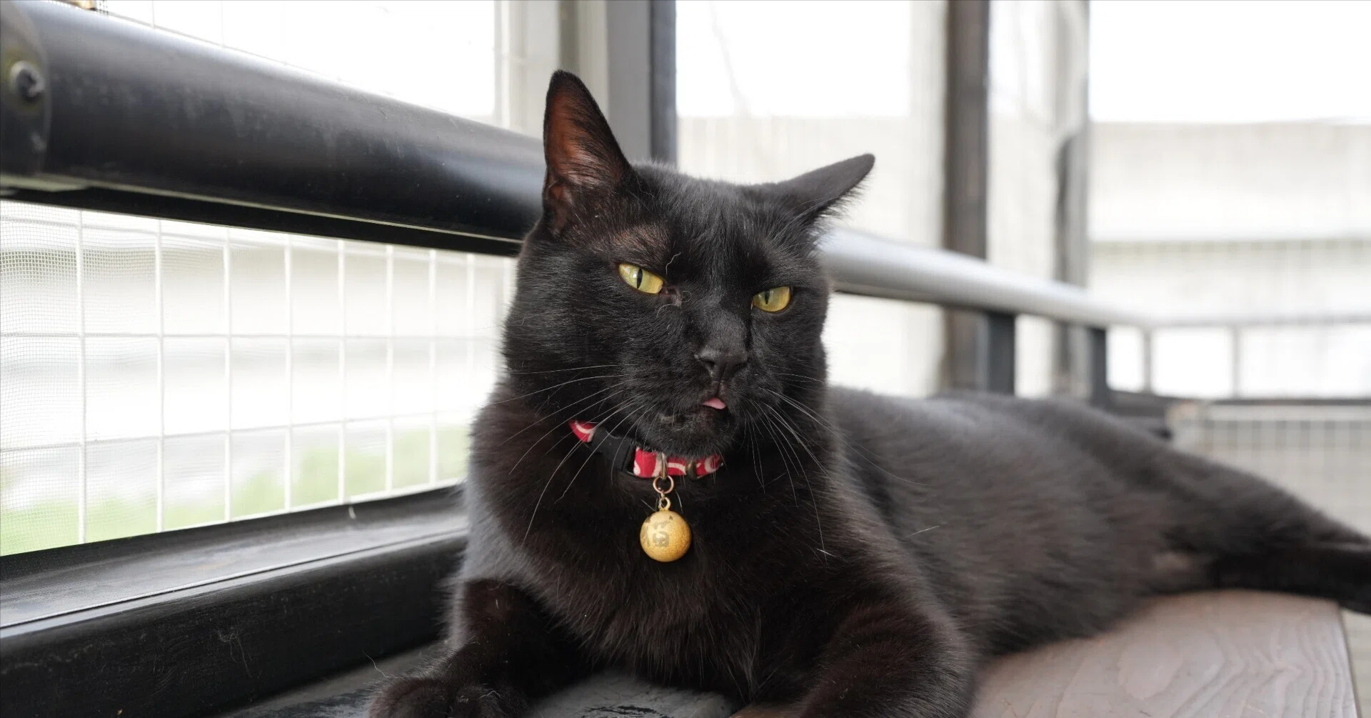 黒猫感謝の日｜シロの飼い主