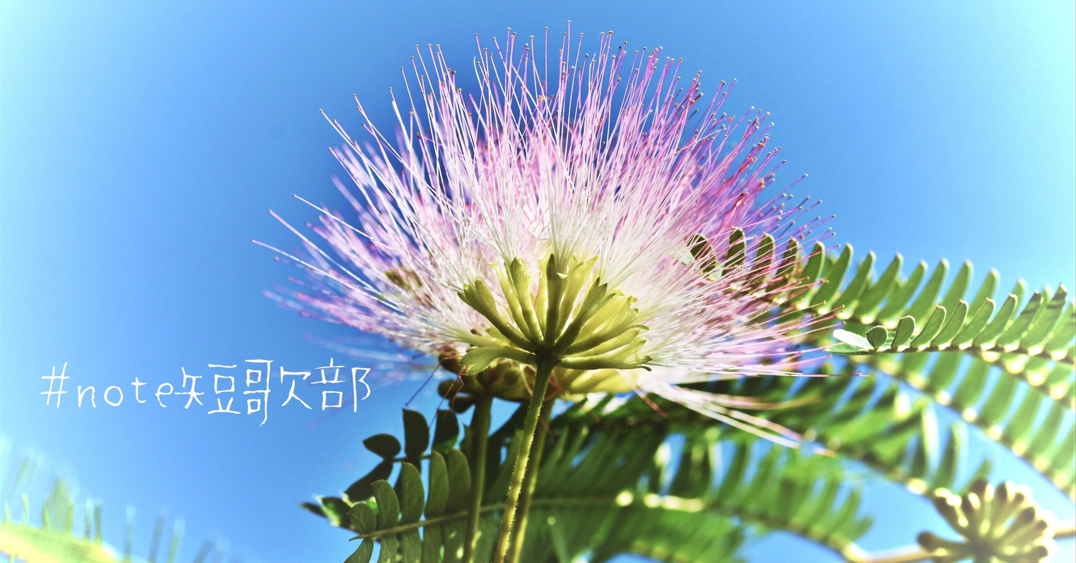 7月15日 誕生花は合歓木 Note短歌部 御子柴 流歌 Note 7月15日 誕生花は合歓木 Note短歌部 御子柴 流歌 Note