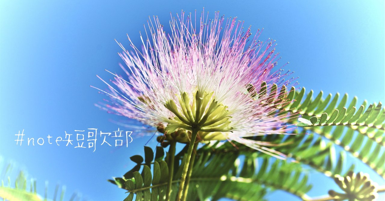 7月15日 誕生花は合歓木 Note短歌部 御子柴 流歌 Note