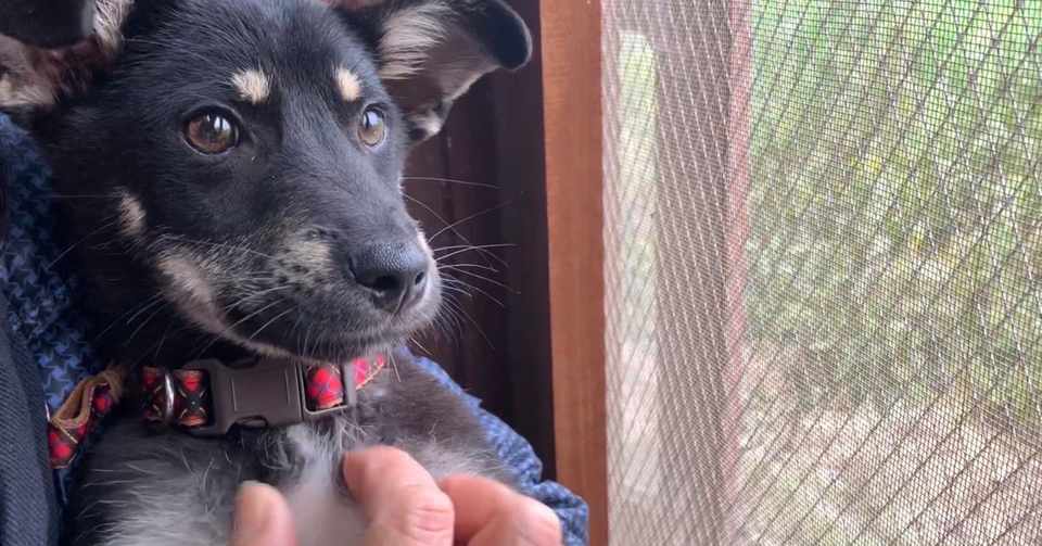 犬が怖い それでもナデナデしたかった小学生に 我が家の愛犬は 犬のほのぼの話 癒しのワンコ Note