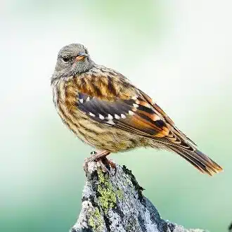 グリーン・マガジン