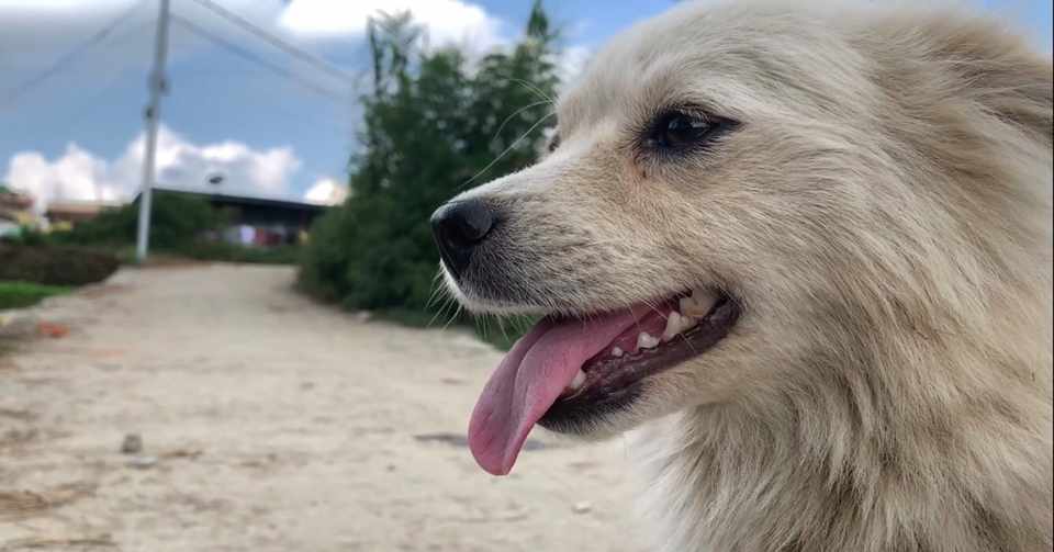 雪が大嫌い愛犬に雪が 勘違いをした愛犬は 犬のほのぼの話 癒しのワンコ Note