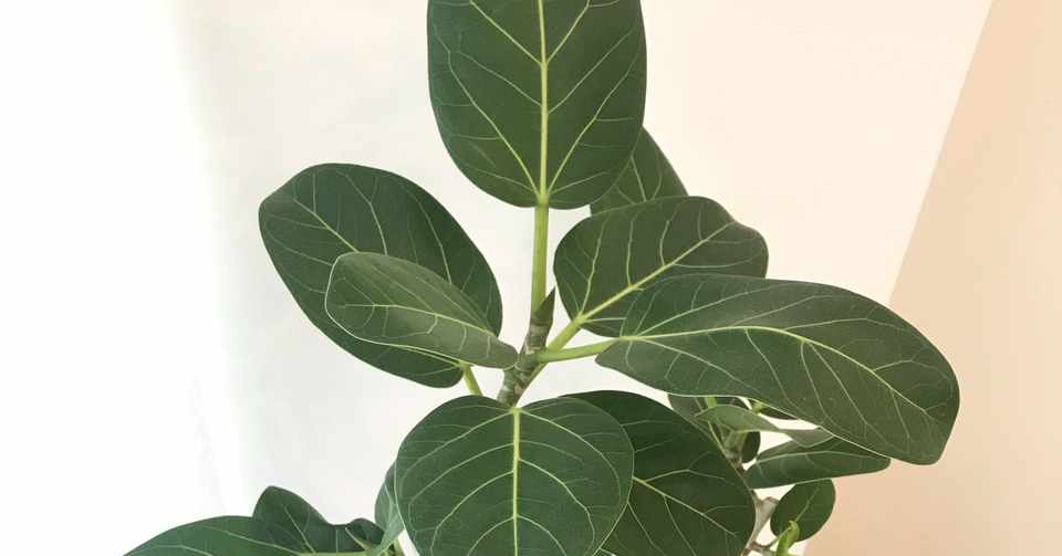 元お花屋さんに観葉植物の買い方のアドバイスをもらって買ってみた Yukki Note