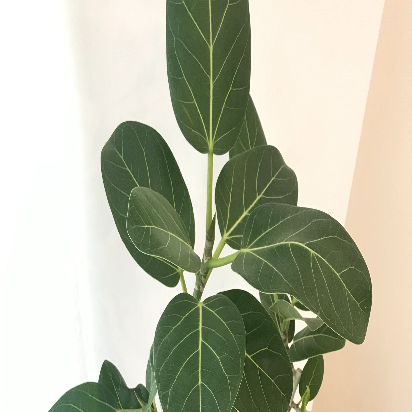 元お花屋さんに観葉植物の買い方のアドバイスをもらって買ってみた Yukki Note