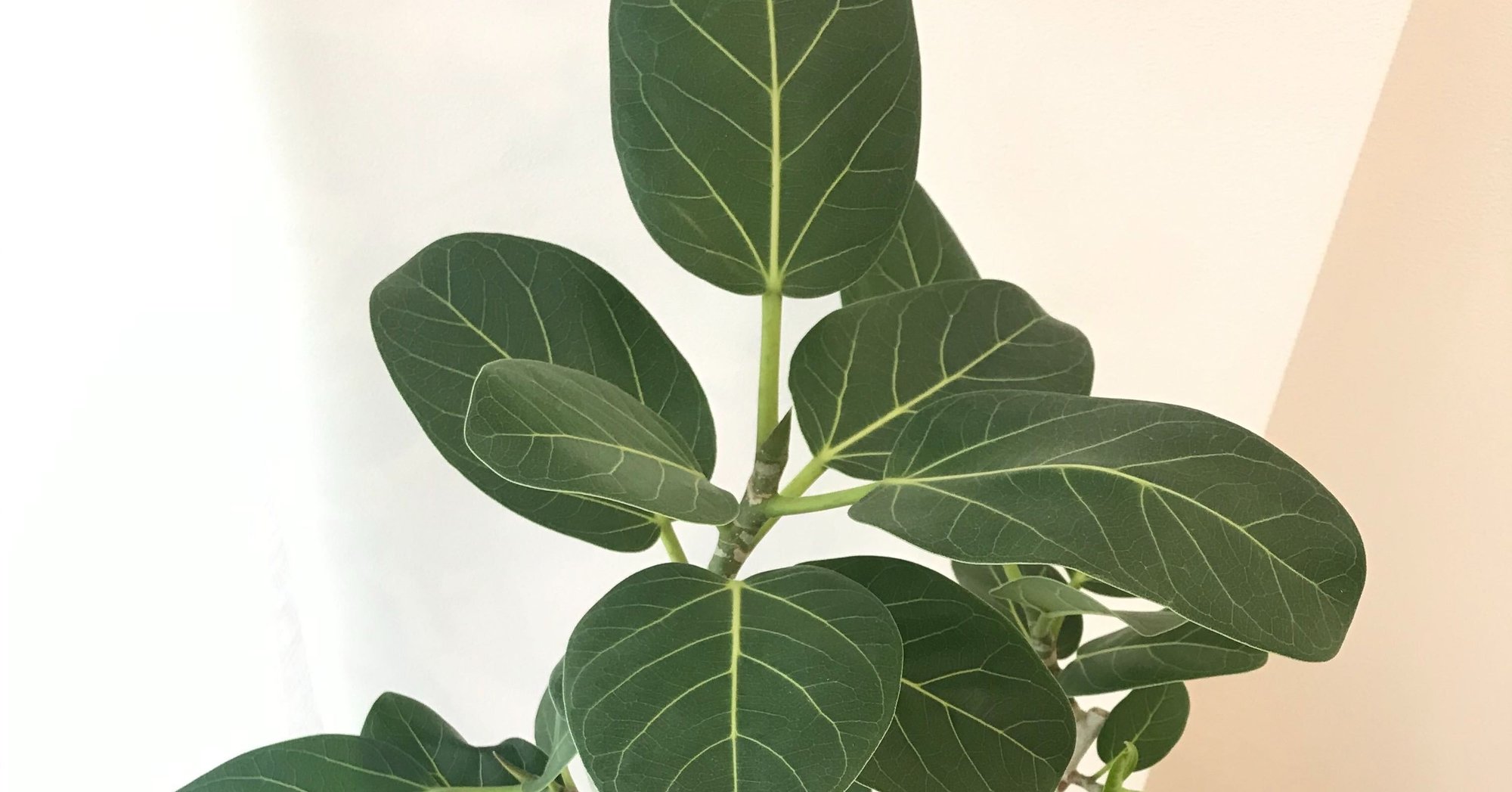 元お花屋さんに観葉植物の買い方のアドバイスをもらって買ってみた Yukki Note 元お花屋さんに観葉植物の買い方のアドバイスをもらって買ってみた Yukki Note