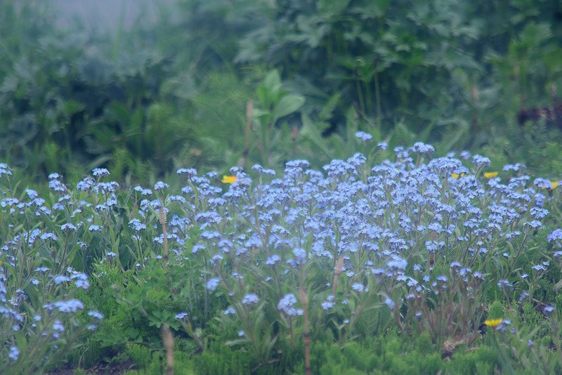水色の花 くまきち Note 水色の花 くまきち Note
