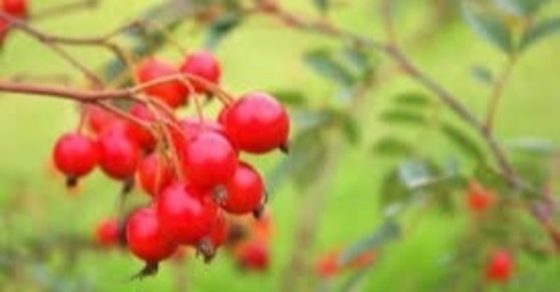 顔の傷跡を消してくれたオイルと石鹸 愉快米 ブラジル サンパウロ Note