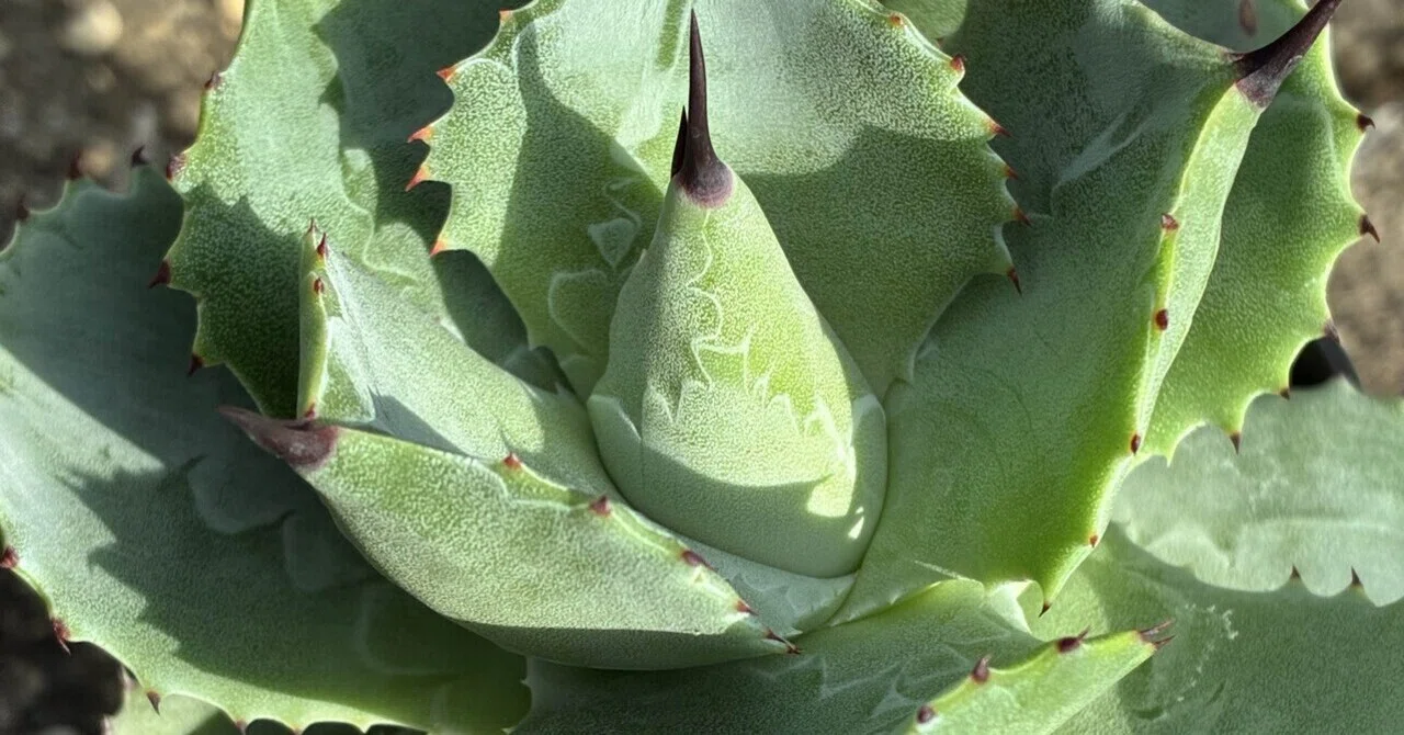 49. アガベの「子株」を特別に愛おしく感じる｜多肉植物専門店nene