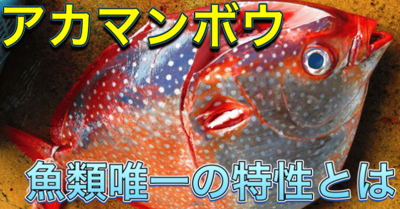 アカマンボウ の新着タグ記事一覧 Note つくる つながる とどける