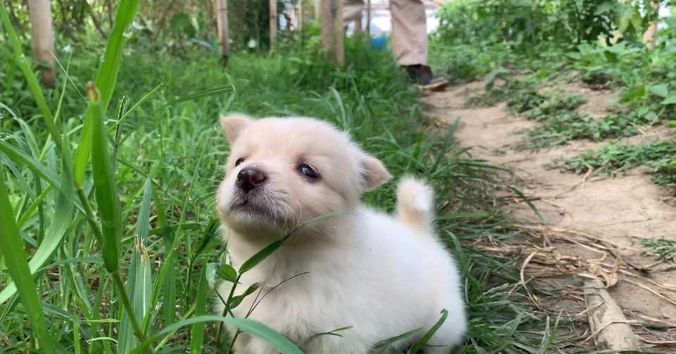 変なクセのあるパグちゃん 初めは理解できなかったが ご主人が笑うたびに 犬のほのぼの話 癒しのワンコ Note