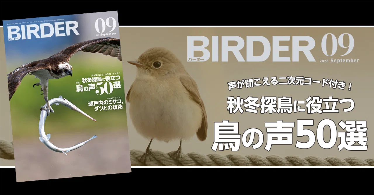 BIRDER9月号の見どころ｜ブンイチ（文一総合出版）