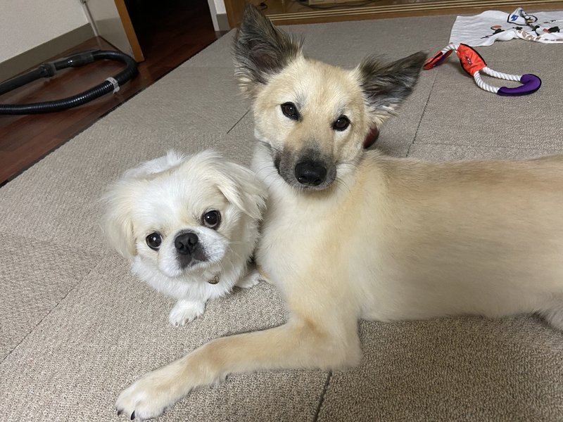 歯磨きは大切 でも歯磨き粉って必要ですか ドッグライフサポーター 獅子パパ Note