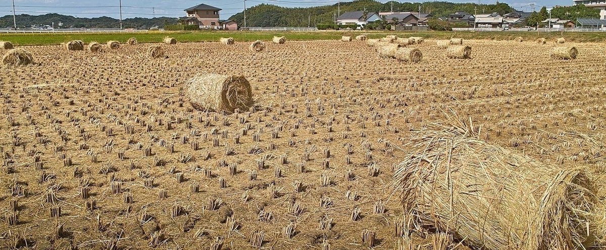 稲藁ロールのある景色