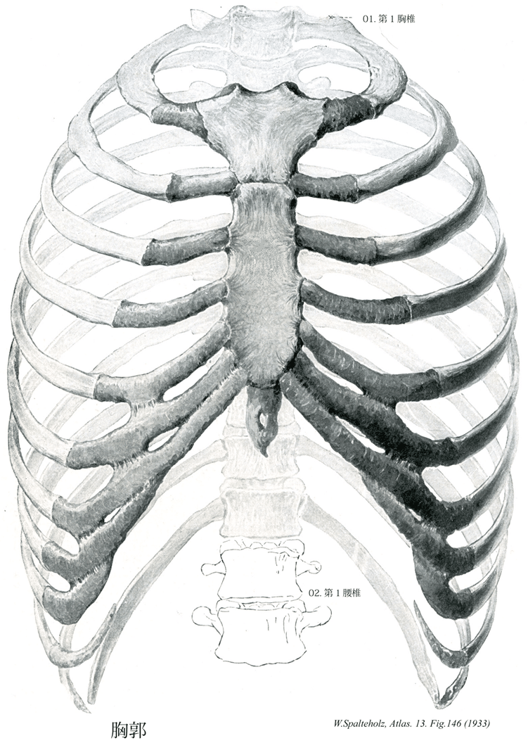 解剖学 運動器 骨格系 胸郭 上肢の骨格 そーだい Note