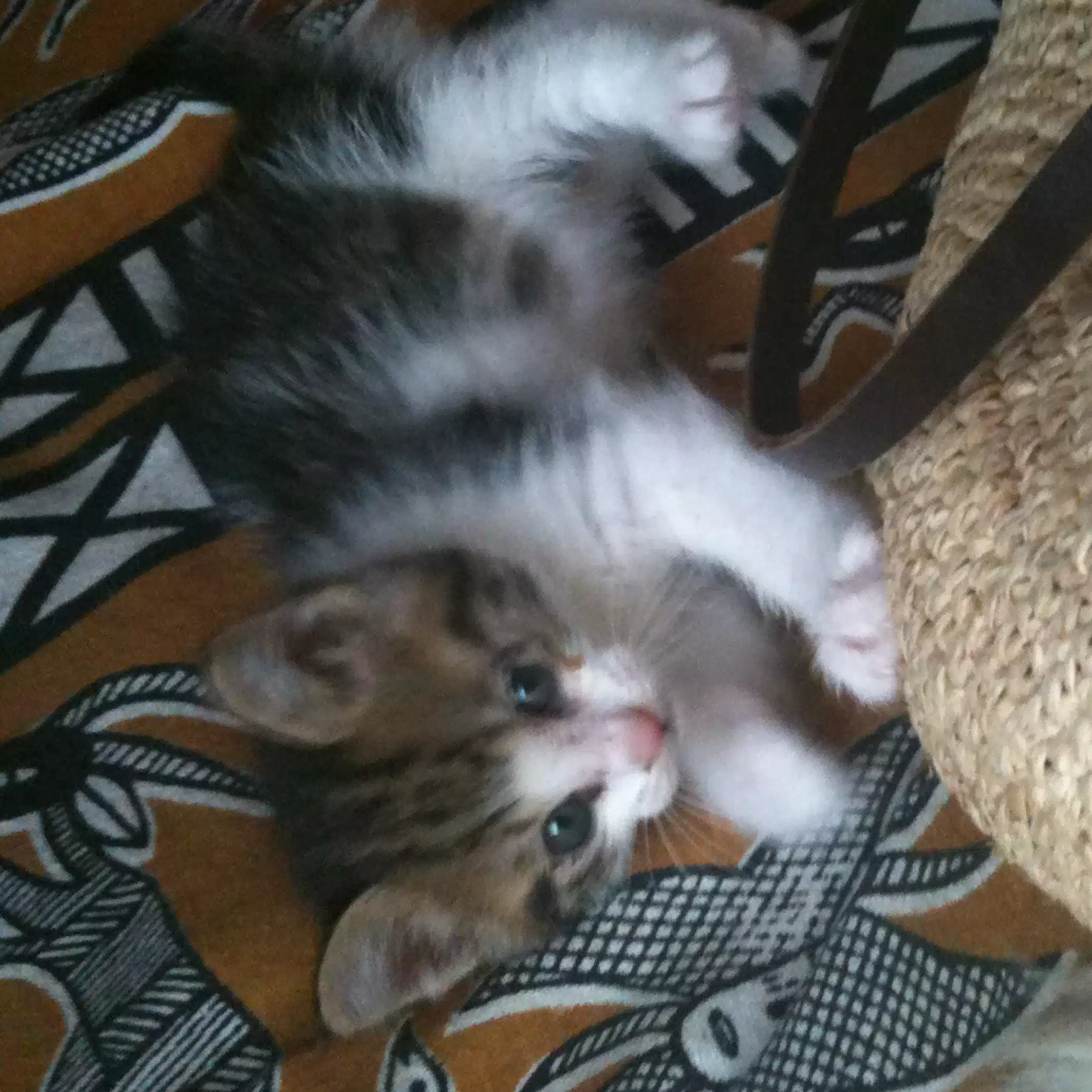 ねこむらさん