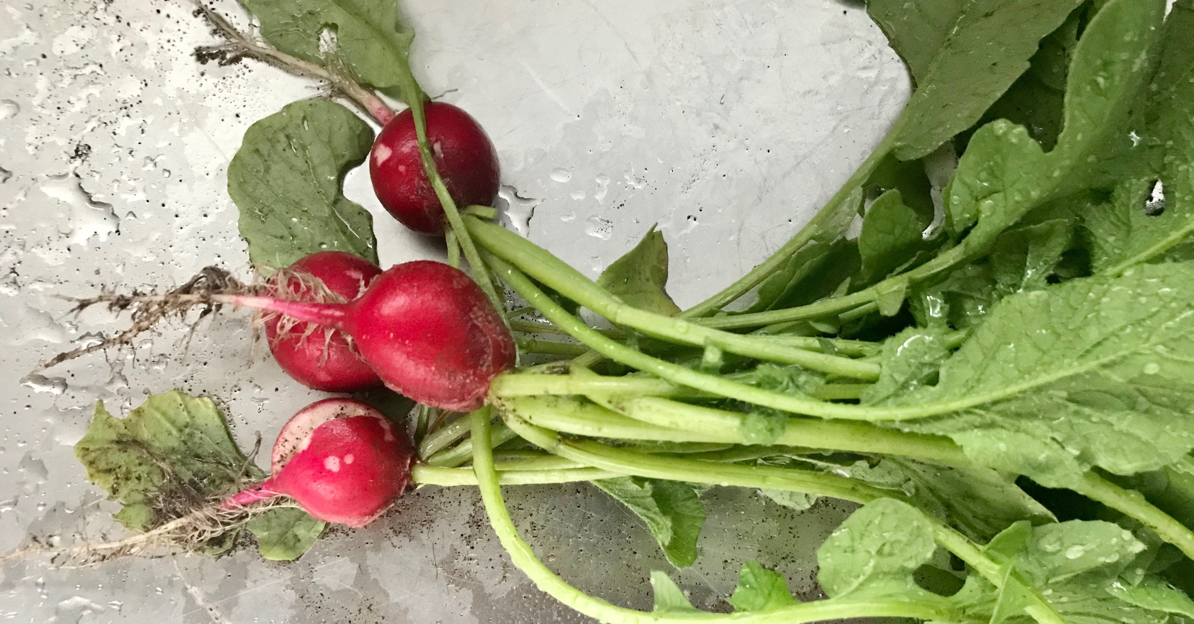 二十日大根 初めての収穫 ミヨコ Note