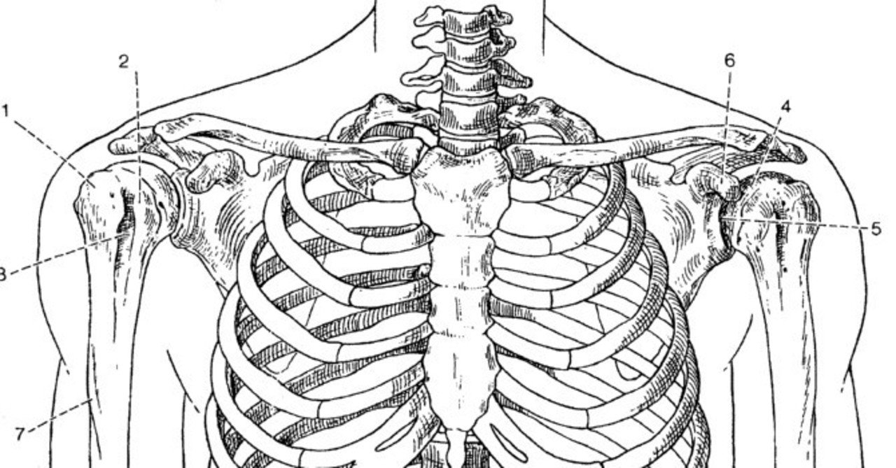 解剖学 運動器 骨格系 胸郭 上肢の骨格 そーだい Note
