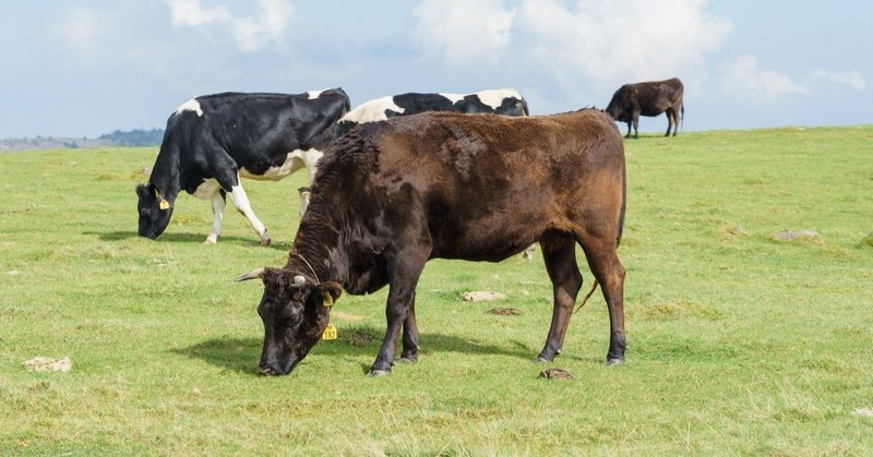 食べてすぐ横になると牛になる 真相やいかに kou 習慣化の人 note