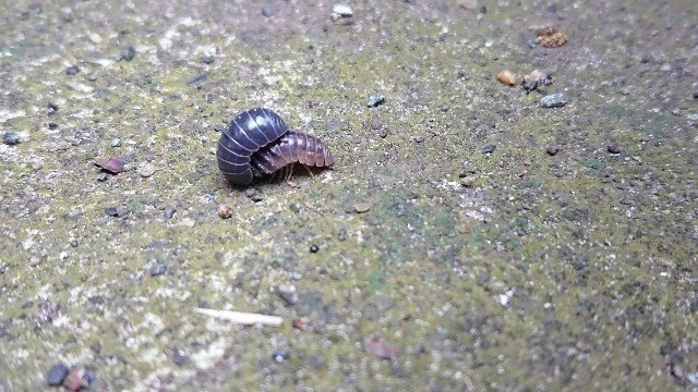 自宅の庭で連綿と続く生命を感じる 長谷川 晃子 Happiness Music St Note